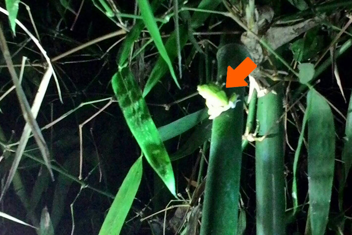 福智教育園區附近的有機竹林生意盎然，仔細看竹樹上，還可以找到罕見的諸羅樹蛙（箭頭所指處）。