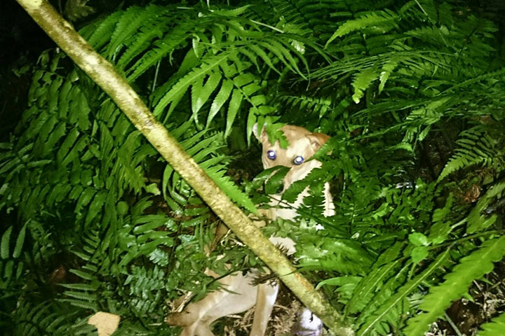 誤陷捕獸夾的狗