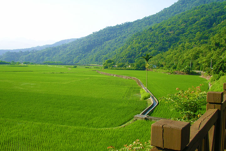 玉山國家公園南安遊客中心前的水稻田