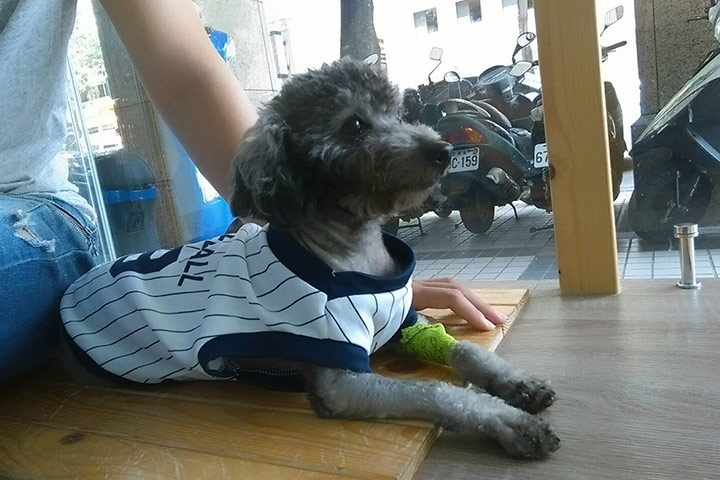 因為眾人的愛心和協助，「小象」不僅恢復健康，也不再流浪了！