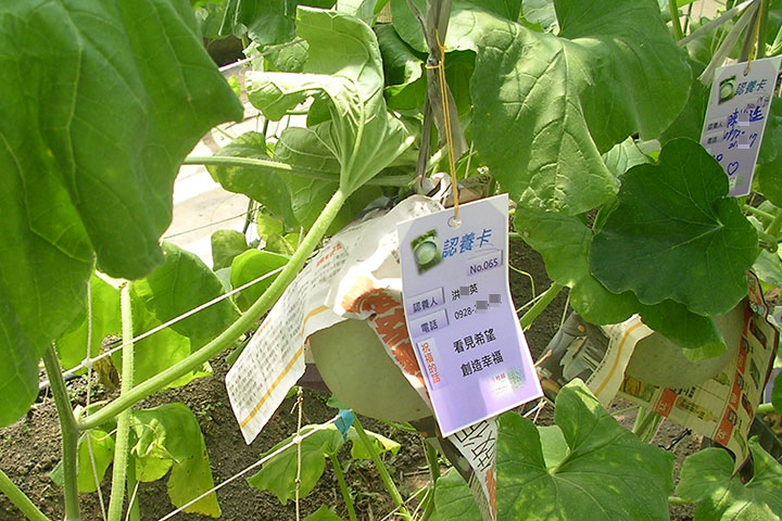 直立式的哈密瓜一株只有一顆產出，種植的每個環節都要悉心關照，稍有不慎，農友幾個月來的心血便可能付諸流水，接下來的生計也可能出問題。