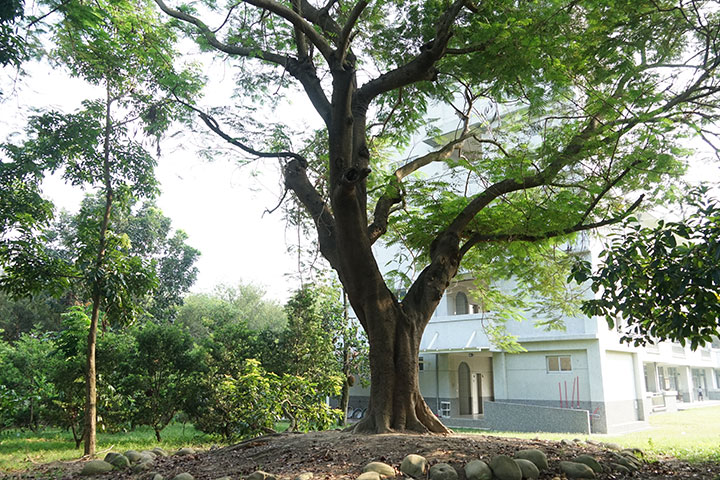 一段鳳凰木移植的故事，讓林佳秀更珍惜身邊的一切。